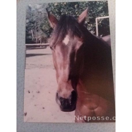 MISSING Horse - Sunnybroad